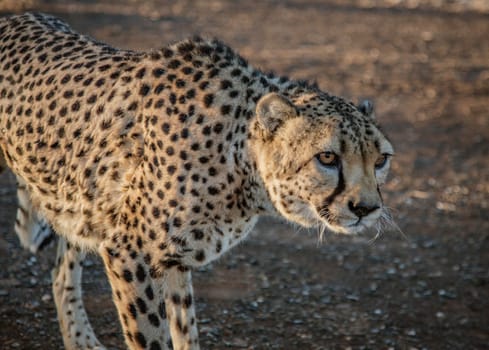 Adult cheetah walks in the desert of Namibia