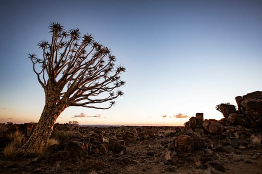 Quivertrees are unique to the deserts of Namibia