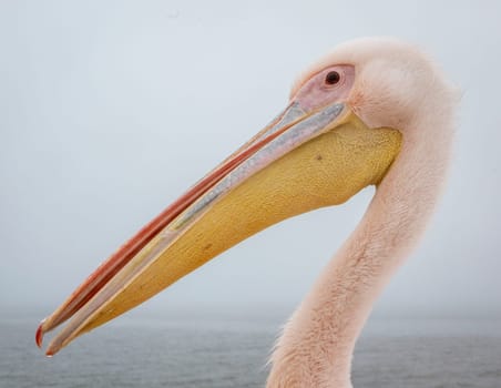 Profile of a Great White Pelican in Namibia