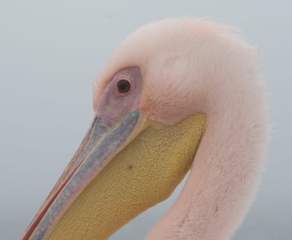 Profile of a Great White Pelican in Namibia