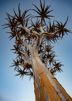 Quivertrees are unique to the deserts of Namibia