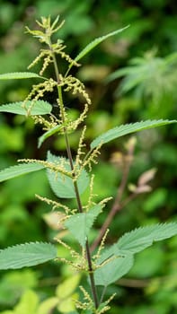 a close up of a nettle in the wild