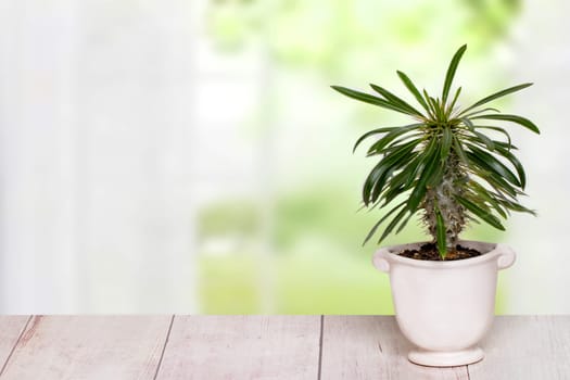 Table top on cactus background. A cactus in a decorative ceramic pot on a light pink table with space on left site in front of abstract blurred bright curtain window. Template for product display montage.