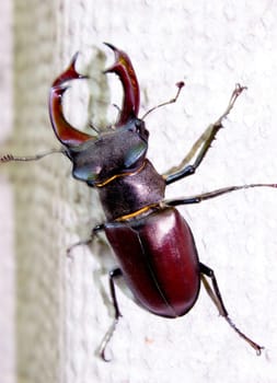 Stag beetle (Lucanus cervus). One of the largest beetles on the planet. Size can reach 4-5 inches. This species of beetle is protected by law in many countries.