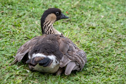 Hawaiian goose (Branta sandvicensis),Maui,Hawaii