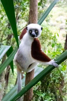 One portrait of a Sifaka lemur in the rainforest..