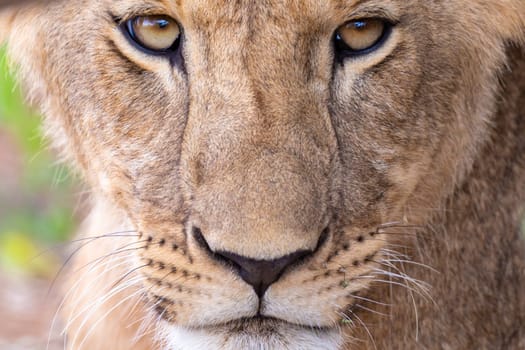 A face of a lioness in close-up