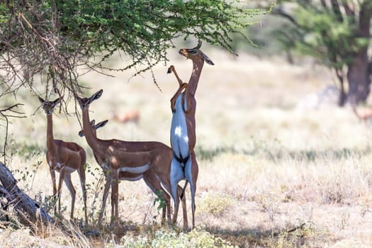 The gerenuk in the kenyan savanna looking for food