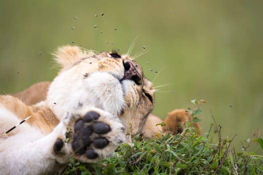 A mouth of a lioness with many flies
