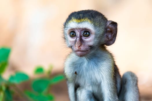 One little funny monkey is playing on the floor or on the tree