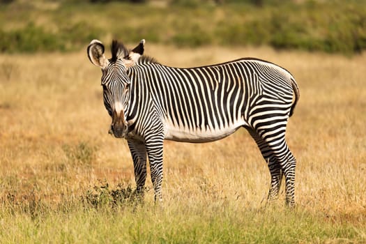 The Grevy Zebra is grazing in the countryside of Samburu in Kenya