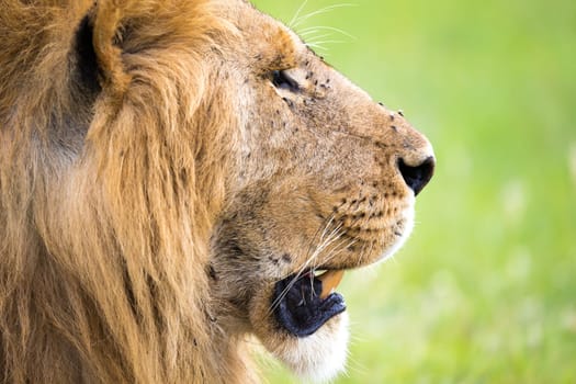 The close-up of the face of a lion in the savannah of Kenya
