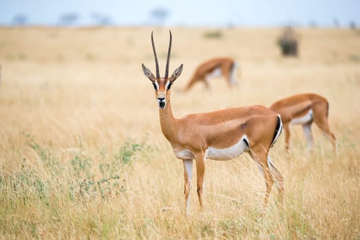 Some antelopes in the grassland of the savannah of Kenya