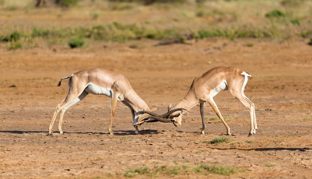 The battle of two Grant Gazelles in the savannah of Kenya