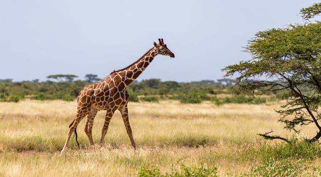 One giraffe walk through the savannah between the plants