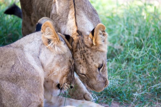 The lions rest in the grass of the savanna