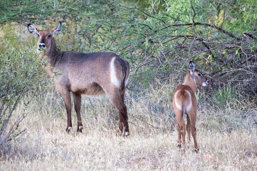 Some native antelopes in the grassland of the Kenyan savannah