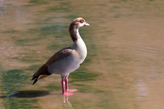 One colorful duck stands in the water