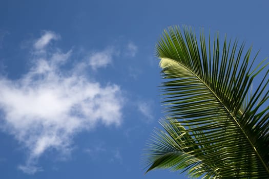 Frame with a blue sky and palm leafes