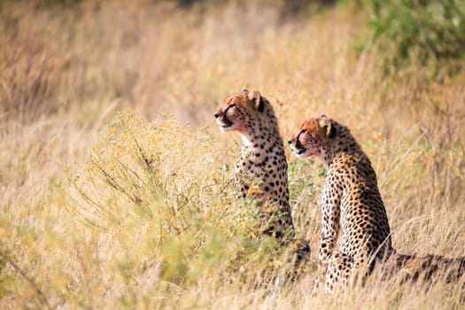 The cheetahs eating in the middle of the grass