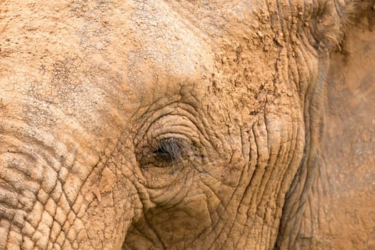 A close-up of the face of a big elephant