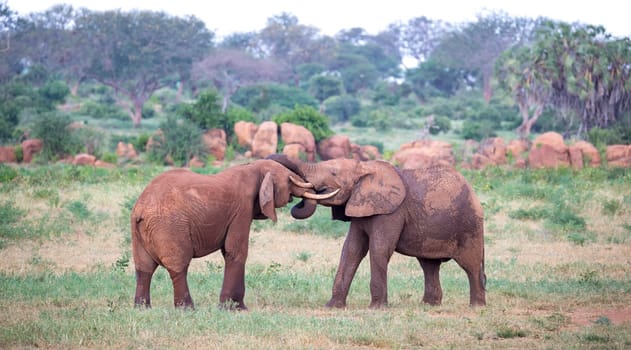 Some big red elephants try to fight each other with the trunks