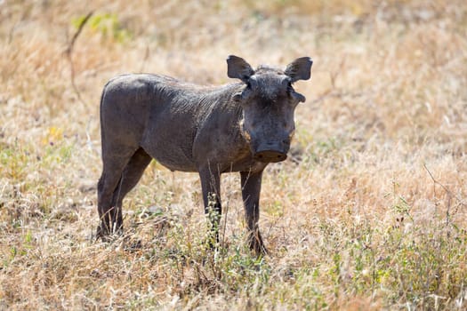 The portrait of a warthog in the middle of a grass landscape