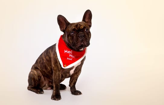 A Studio shot of small dog on a white background