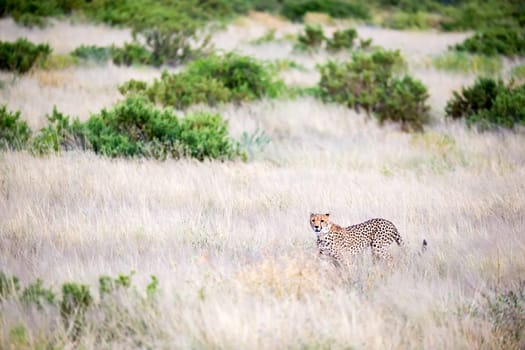 The cheetah walks in the high grass of the savannah looking for something to eat
