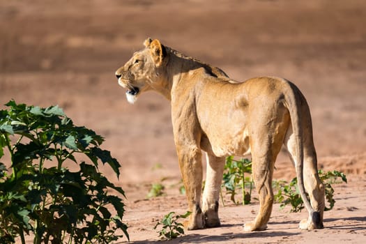 Some lions walk along the bank of a river