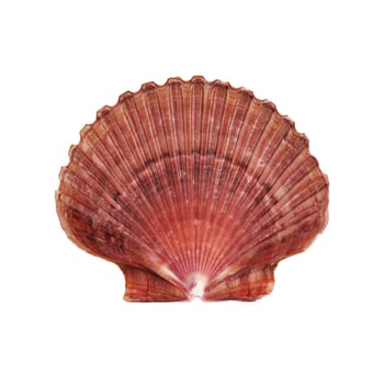 An Atlantic Deep Sea Scallop shell on white with clipping path