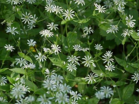 white flowers blooming stellate flower, medicinal plant   used in traditional medicine