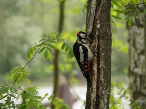 red woodpecker sits on a tree trunk, hollows a tree close-up