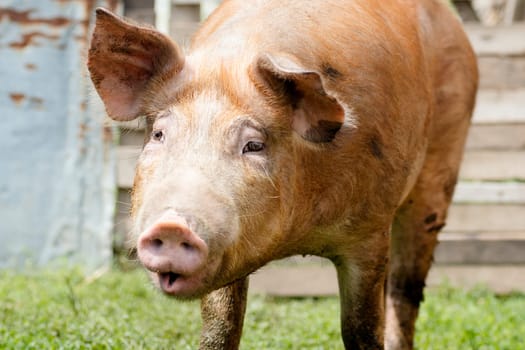 The domestic red pig is doing funny grimace, pig breeding and agriculture concept.