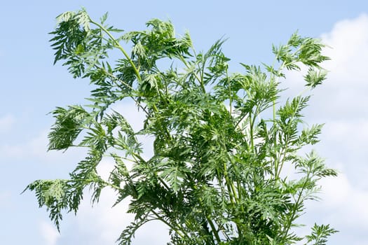 Ragweed or ambrosia plant on blue sky background, ragweed allergy or ambrosia allergy concept.
