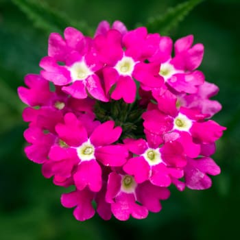Beautiful little pink flowers are on green background.
