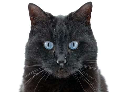 Beautiful black cat poses on a white background