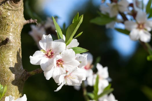 The flowers of a cherry tree in spring