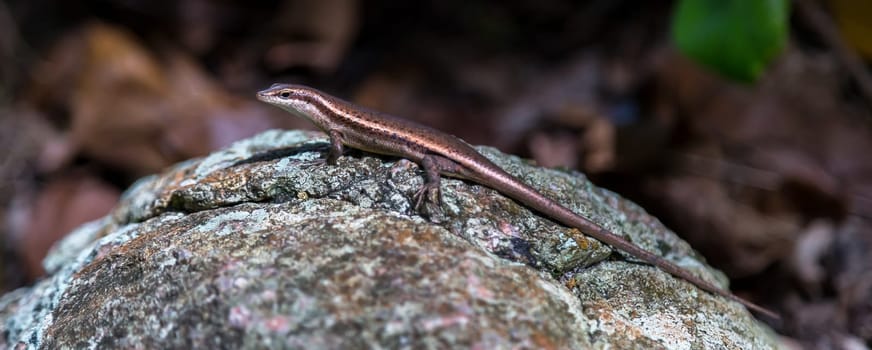 Small lizard on the stone with a beautiful color