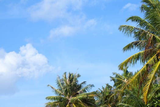 A blue sky with some clouds and a palm trees