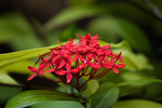 Small red flowers with rain drops and green leafs