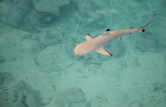 Shark is swimming in the water