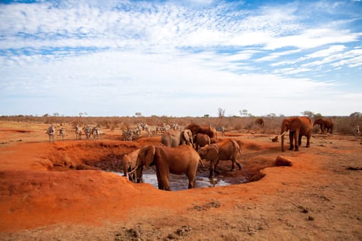 a lot of elephants on the waterhole, safari in Kenya