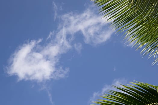 Frame with a blue sky and palm leafes