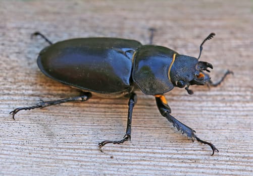 Female stag beetle Lucanus cervus