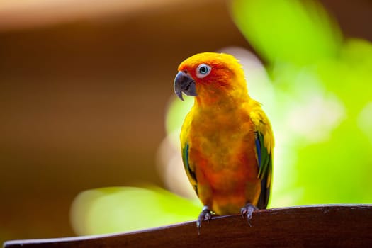 Maldives, a parrot bird