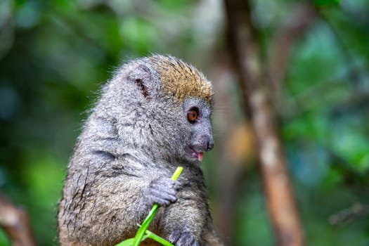 One small lemur on a branch eats on a blade of grass