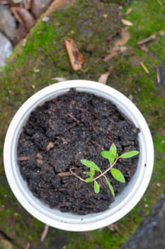 Young pomegranate plant in recycle container, stock phot