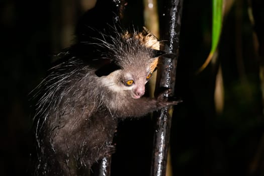 One rare aye-aye lemur when it rains