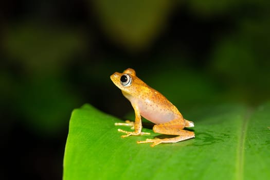 The small orange frog is sitting on a leaf